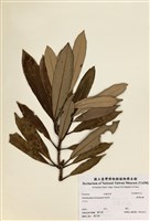 藏品(臺灣杜鵑)的圖片